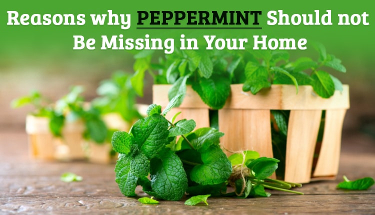 Reasons Why Peppermint Should not be Missing in Your Home