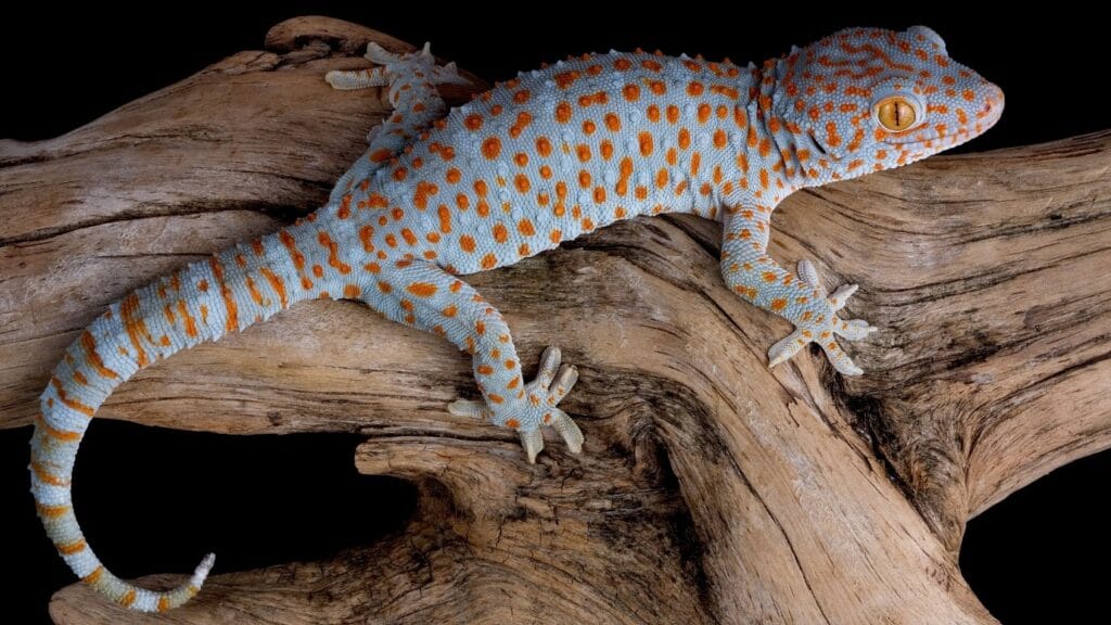 gecko environment