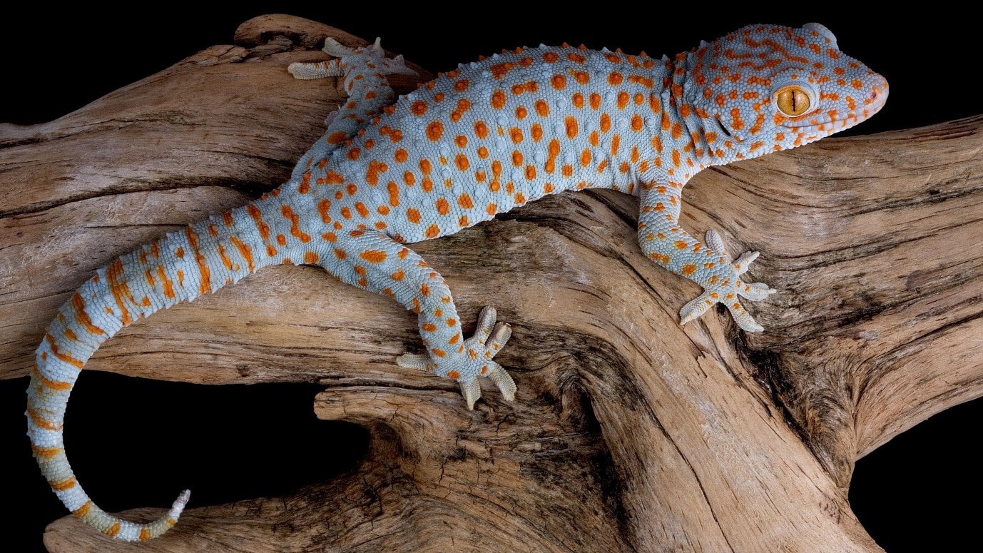 btc usd gecko