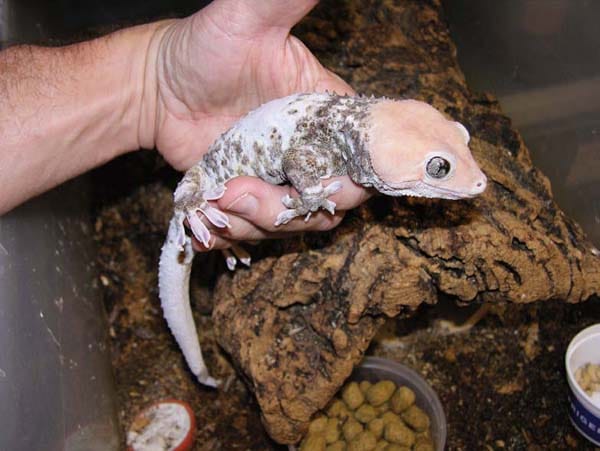 gecko traits