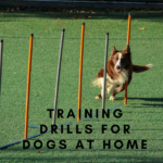 Training Drills for Dogs