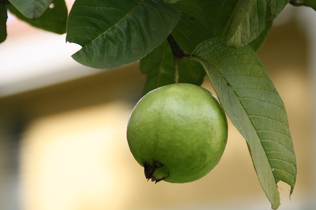 5 Amazing Health Benefits of Guava Leaves for Weight Loss