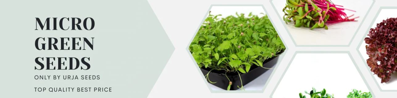 Benefits of Growing Fresh and Healthy Microgreens at Home