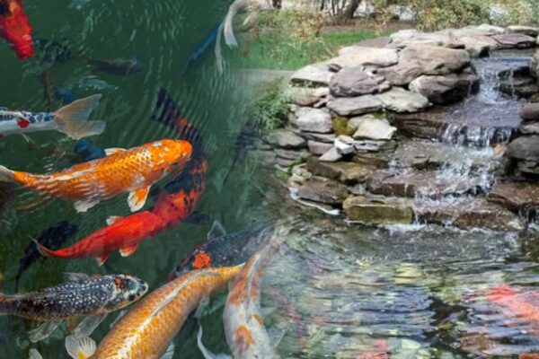 Mastering Koi Pond Cleaning A Comprehensive Guide to Creating and Maintaining a Pristine Aquatic Sanctuary
