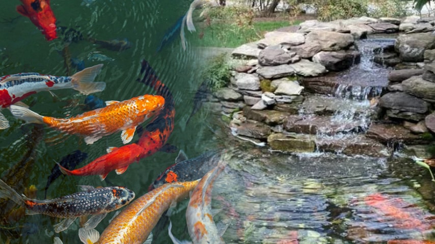 Mastering Koi Pond Cleaning A Comprehensive Guide to Creating and Maintaining a Pristine Aquatic Sanctuary